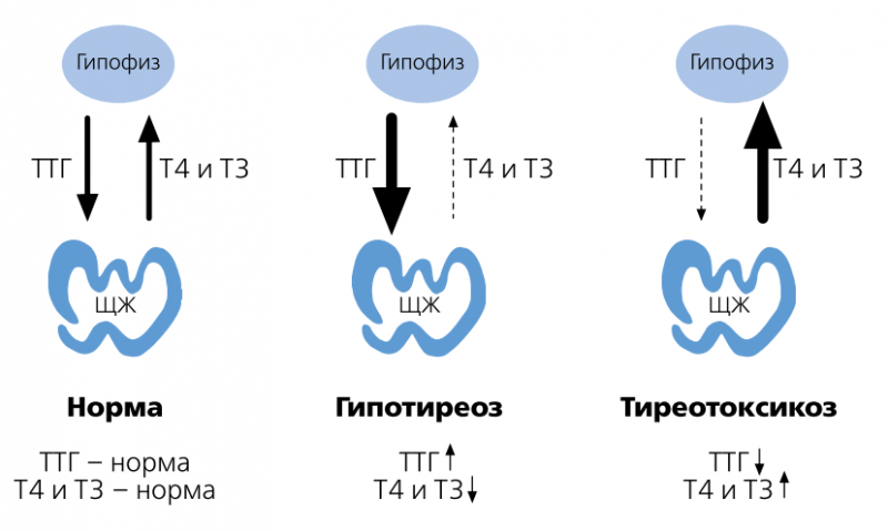 Тиреотропный гормон (ТТГ)