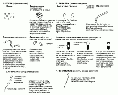 какую форму могут иметь бактерии. картинка какую форму могут иметь бактерии. какую форму могут иметь бактерии фото. какую форму могут иметь бактерии видео. какую форму могут иметь бактерии смотреть картинку онлайн. смотреть картинку какую форму могут иметь бактерии.