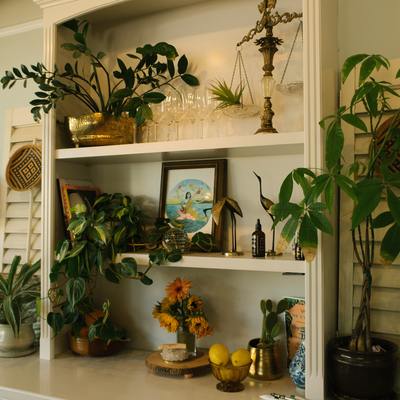 Какие комнатные растения очищают воздух