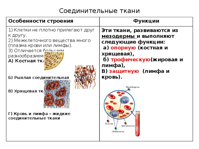 На рисунке изображена соединительная ткань кровь какова особенность этой ткани