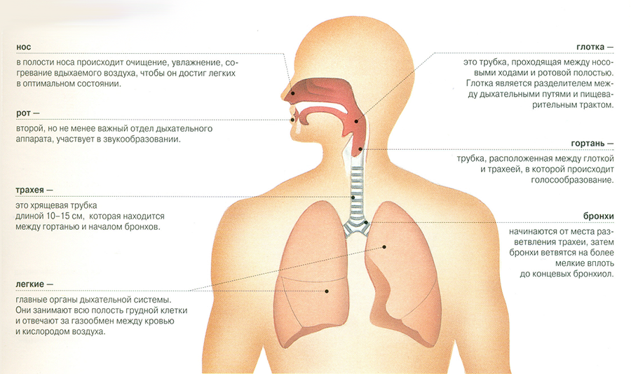 Профилактические меры при заболеваниях органов дыхания