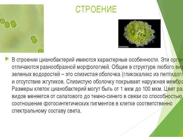 Клетки водорослей и цианобактерий. Цианобактерии характеристика кратко. Цианобактерии строение клетки. Цианобактерии особенности строения клетки. Цианобактерии строение.