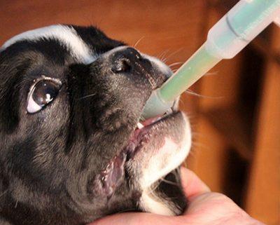 Отравление изониазидом у собак: скорая помощь