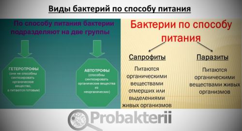 чем питаются бактерии сапротрофы. Смотреть фото чем питаются бактерии сапротрофы. Смотреть картинку чем питаются бактерии сапротрофы. Картинка про чем питаются бактерии сапротрофы. Фото чем питаются бактерии сапротрофы