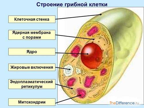 что больше клетка или бактерия. Смотреть фото что больше клетка или бактерия. Смотреть картинку что больше клетка или бактерия. Картинка про что больше клетка или бактерия. Фото что больше клетка или бактерия