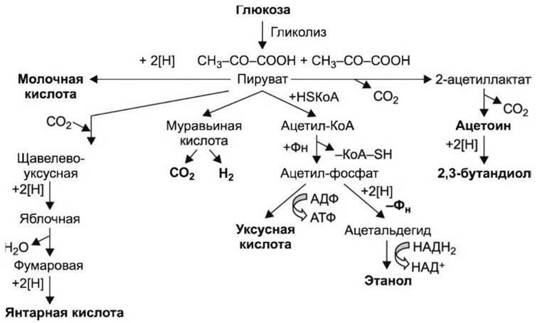 Общая схема брожения