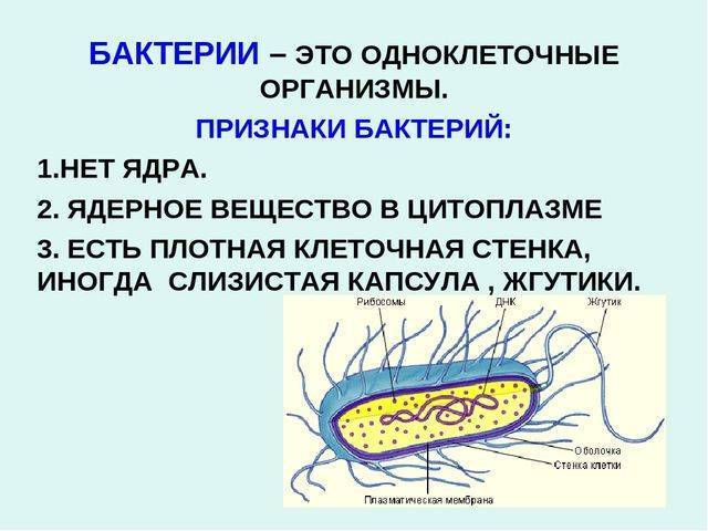 Проект 6 класс бактерии