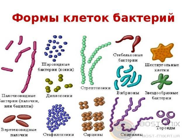 какую форму могут иметь бактерии. картинка какую форму могут иметь бактерии. какую форму могут иметь бактерии фото. какую форму могут иметь бактерии видео. какую форму могут иметь бактерии смотреть картинку онлайн. смотреть картинку какую форму могут иметь бактерии.