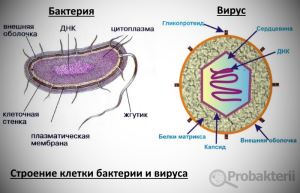 Имеют ли бактерии ядро, или особенности строения прокариотических клеток