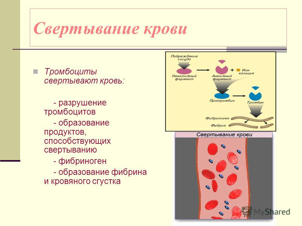 От анемии до тромбоцитов: 5 фактов о крови – подборки от постнауки