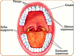 Режутся зубки: примерный порядок прорезывания, симптомы и как помочь ребенку