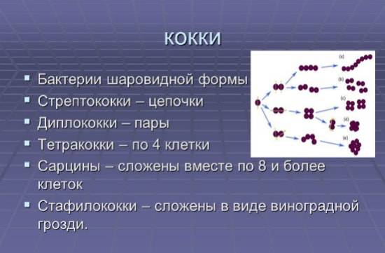 Как называется шарообразная форма бактерий. Смотреть фото Как называется шарообразная форма бактерий. Смотреть картинку Как называется шарообразная форма бактерий. Картинка про Как называется шарообразная форма бактерий. Фото Как называется шарообразная форма бактерий