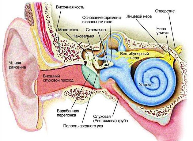 Как связаны ухо горло и нос в картинках