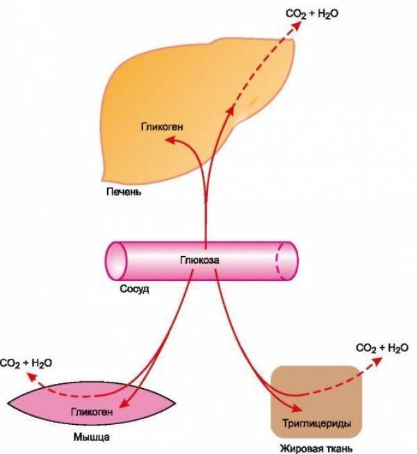 Углеводов в печени и мышцах. Преобразование Глюкозы в гликоген. Глюкоза гликоген печень. Превращение гликогена печени в глюкозу. Гликоген в глюкозу.