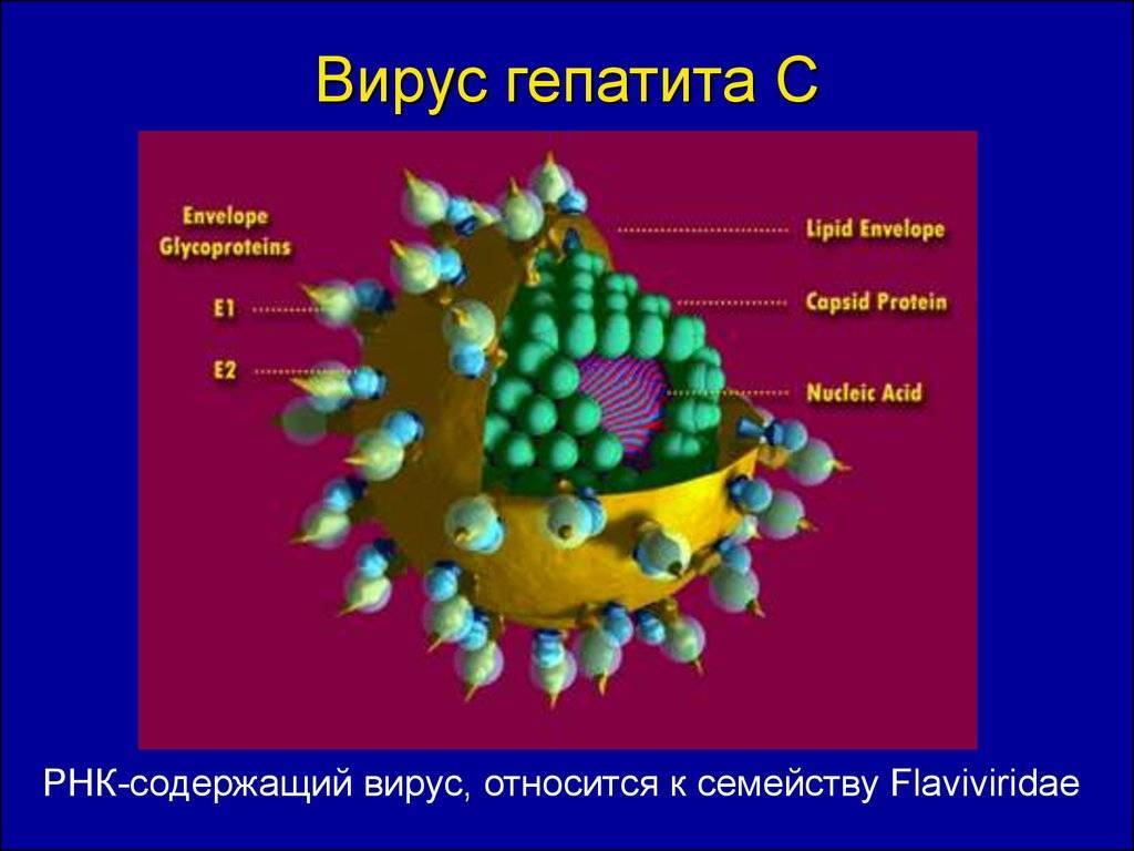 Гепатит в мире. Строение вируса гепатита ц. Вирус гепатита g. Вирус гепатита а микробиология. Flaviviridae гепатит с.