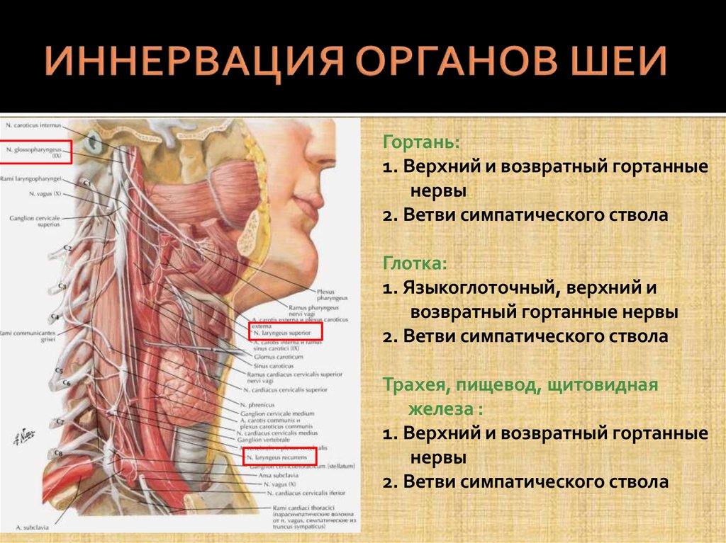 Внутреннее строение шеи. Шея нерв иннервация. Кровоснабжение органов головы и шеи анатомия. Иннервация глотки нервы. Глотка анатомия иннервация.