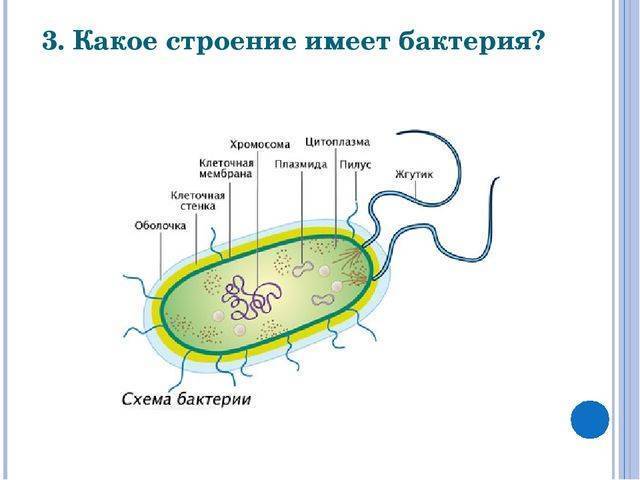 Бактерия рисунок по биологии