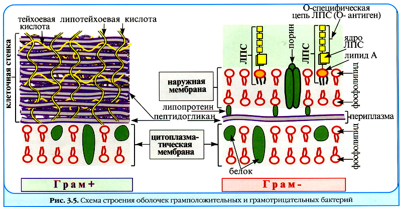 какую функцию выполняет капсула у бактерий. картинка какую функцию выполняет капсула у бактерий. какую функцию выполняет капсула у бактерий фото. какую функцию выполняет капсула у бактерий видео. какую функцию выполняет капсула у бактерий смотреть картинку онлайн. смотреть картинку какую функцию выполняет капсула у бактерий.