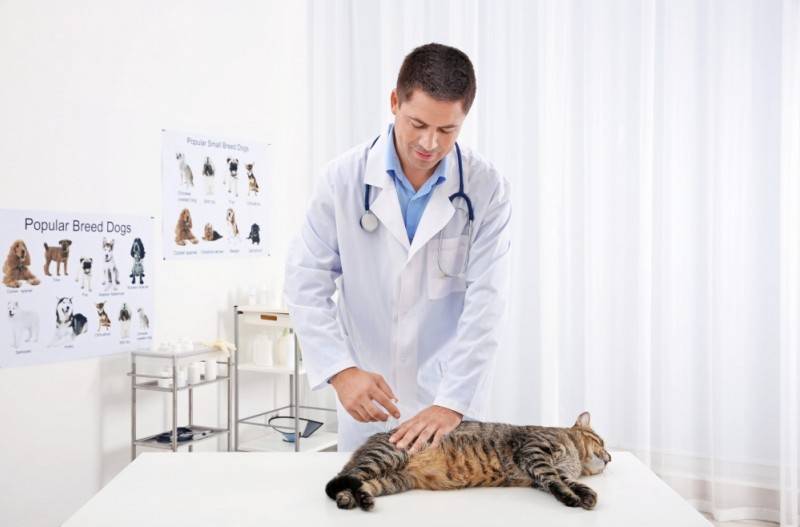 Цефазолин для кошек способ применения, разведение и дозировка