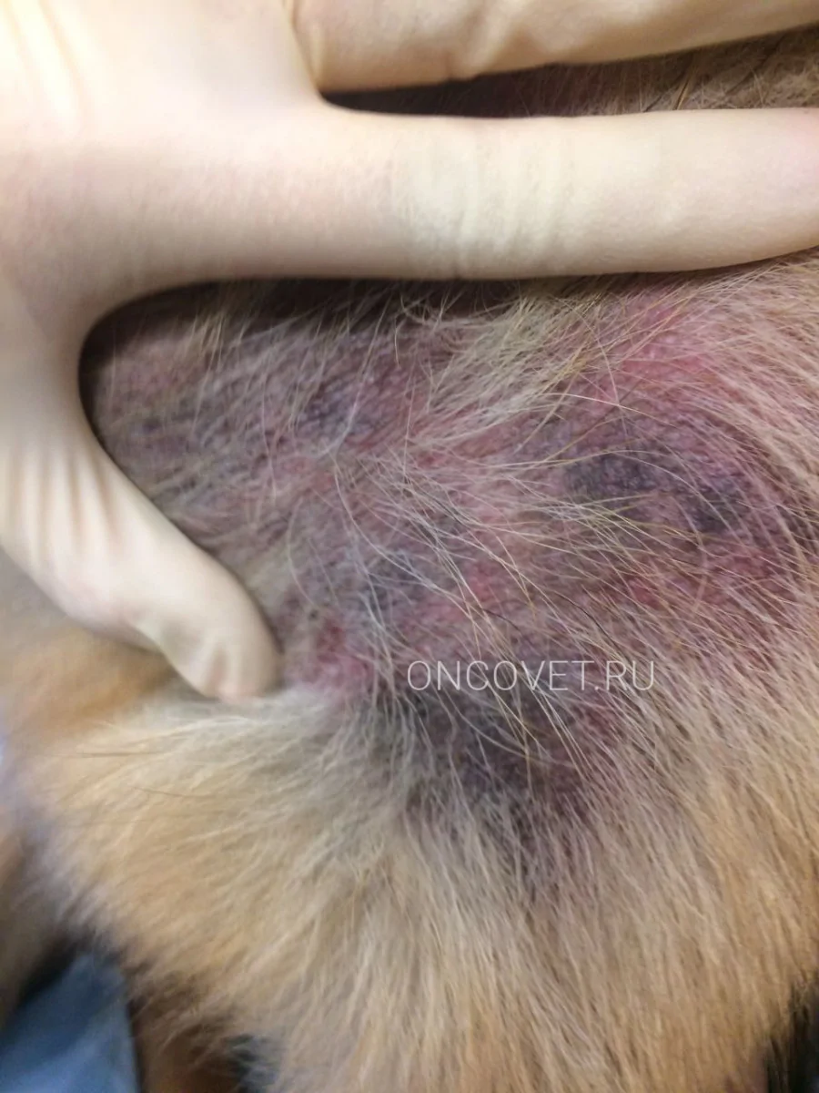 Малассезия у собак — симптомы и лечение