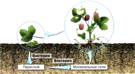 В чем заключается значение бактерий в природе. 31608948bc9e0c8a4641607a9c3b8bb5. В чем заключается значение бактерий в природе фото. В чем заключается значение бактерий в природе-31608948bc9e0c8a4641607a9c3b8bb5. картинка В чем заключается значение бактерий в природе. картинка 31608948bc9e0c8a4641607a9c3b8bb5