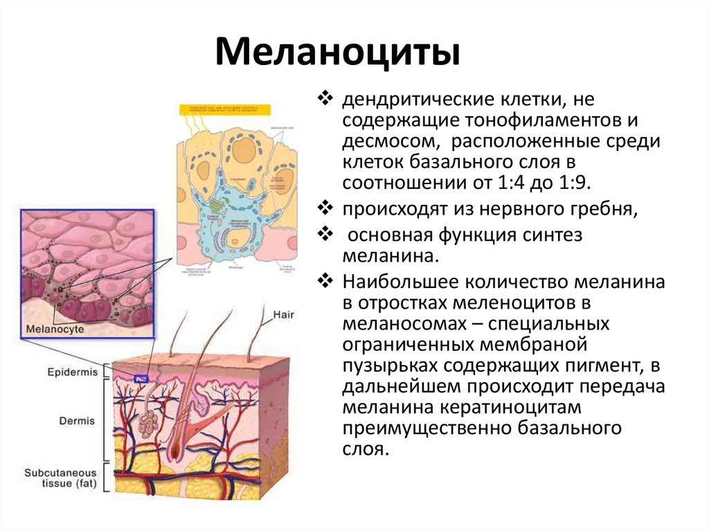 Меланоциты кожи: механизм образования, действия и функции