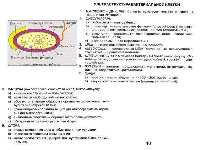 какую функцию выполняет капсула у бактерий. картинка какую функцию выполняет капсула у бактерий. какую функцию выполняет капсула у бактерий фото. какую функцию выполняет капсула у бактерий видео. какую функцию выполняет капсула у бактерий смотреть картинку онлайн. смотреть картинку какую функцию выполняет капсула у бактерий.