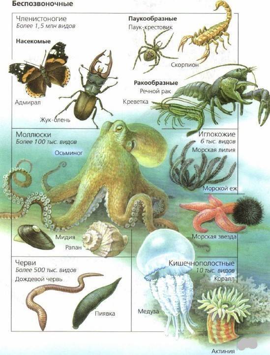 Назовите беспозвоночное животное. Классификация беспозвоночных животных биология. Беспозвоночные животные 5 класс биология. Классификация простейших и беспозвоночных животных. Позвоночные и беспозвоночные животные 5 класс биология.
