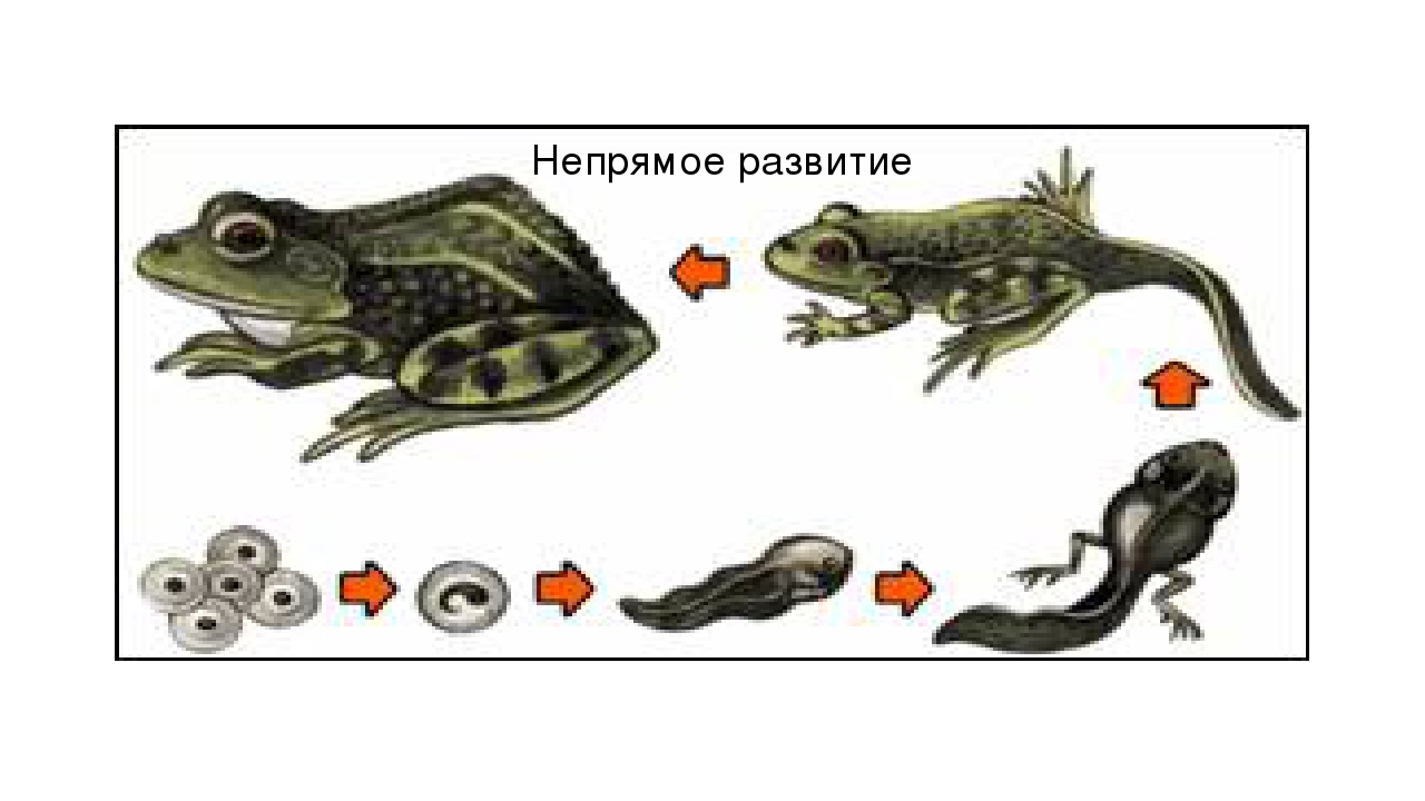 Какой тип развития характерен для лягушки