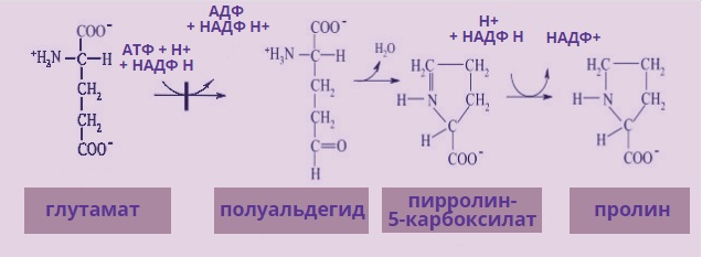 Аминокислота пролин
