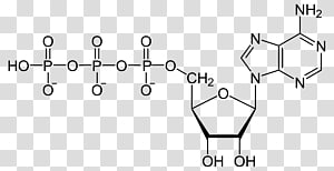 Аденозин дифосфат - adenosine diphosphate