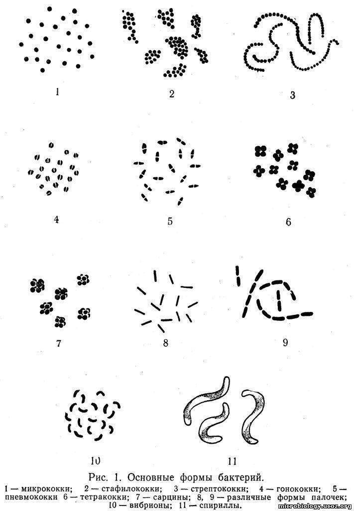 12 по рисункам определите виды бактерий