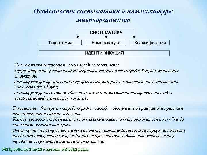 Таксономические категории микроорганизмов схема