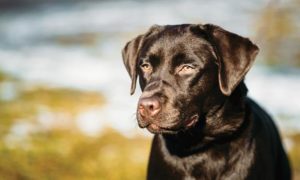 Отравление изониазидом у собак: скорая помощь