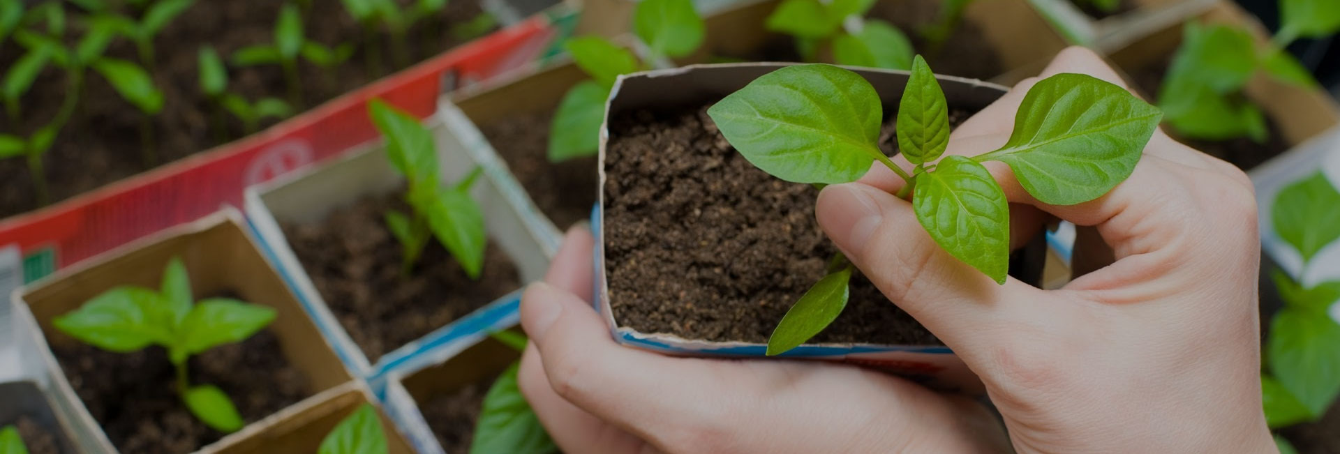 Применение агровит-кор на огороде – 14 преимуществ удобрения