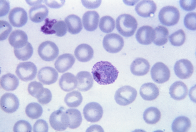 Паразиты в крови: особенности паразитарного заражения
