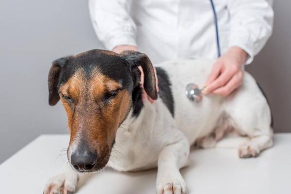Инструкция по применению гентамицина у собак. Рассчитайте оптимальную дозу препарата. Изучите широту антибактериального эффекта гентамицина для собак. Улучшите эффективность терапии на 200