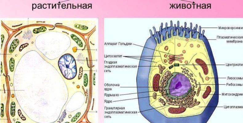 что больше клетка или бактерия. Смотреть фото что больше клетка или бактерия. Смотреть картинку что больше клетка или бактерия. Картинка про что больше клетка или бактерия. Фото что больше клетка или бактерия