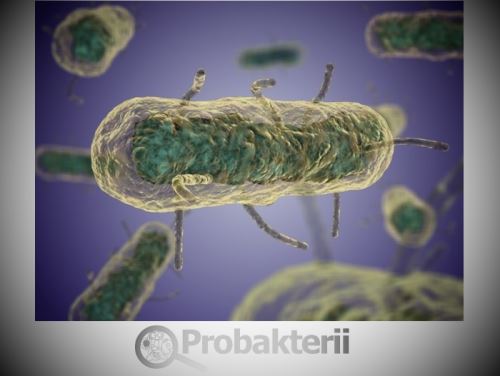 Какие болезни человека, животных и растений связаны с бактериями