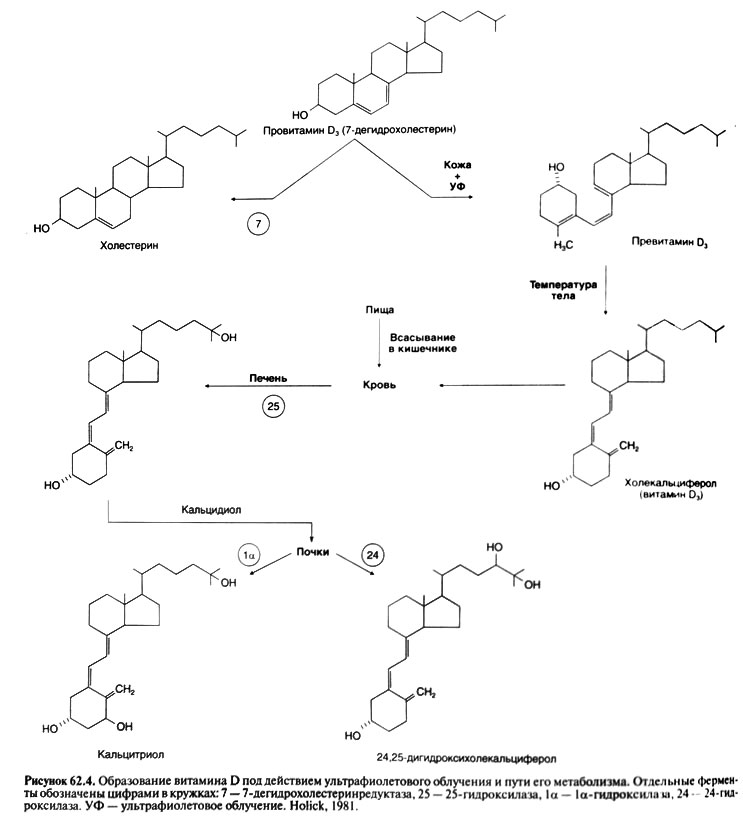 Синтез витаминов. Схема синтеза витамина д3. Схема синтеза витамина д. Схема образования активного витамина д. Механизм образования витамина д3.