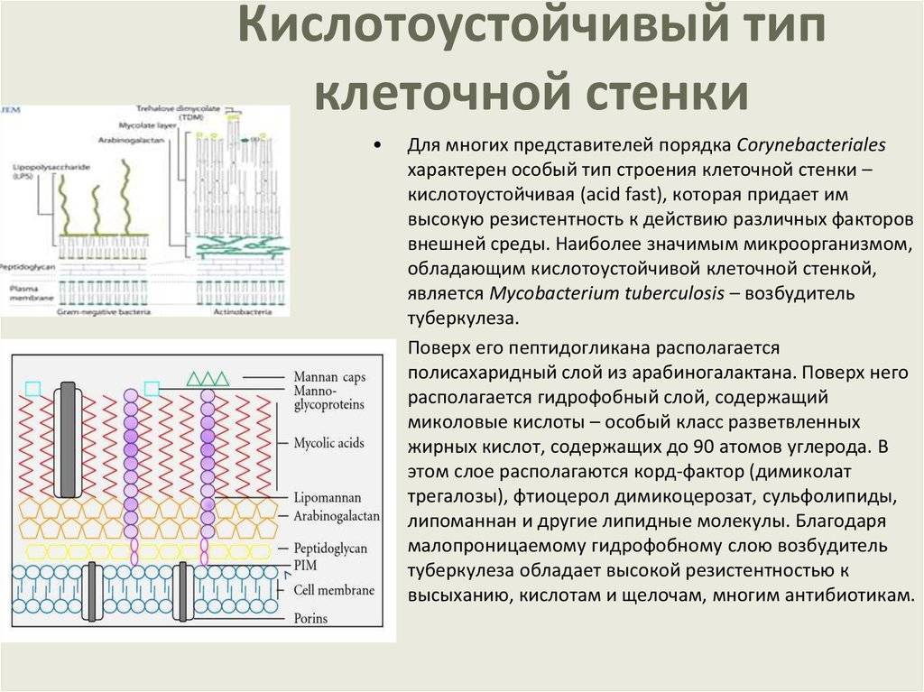 Строение микобактерии туберкулеза схема