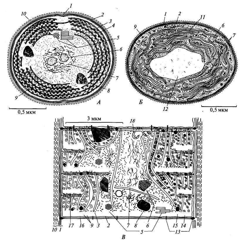 Цианобактерии клеточная стенка