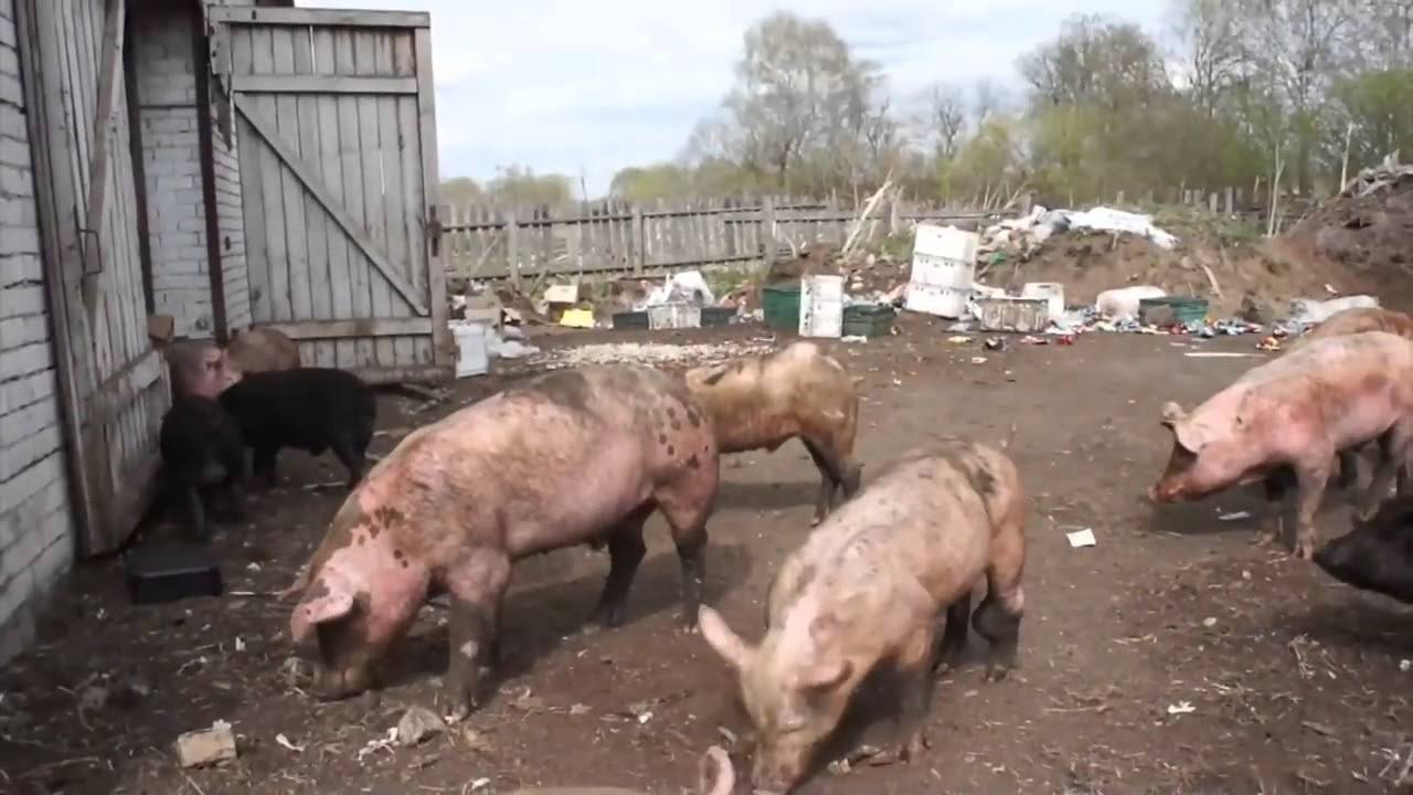 Какие бывают подстилки для свиней