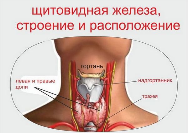 Неоднородная структура щитовидной железы: что это такое