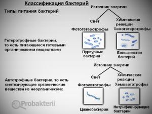 какую форму могут иметь бактерии. картинка какую форму могут иметь бактерии. какую форму могут иметь бактерии фото. какую форму могут иметь бактерии видео. какую форму могут иметь бактерии смотреть картинку онлайн. смотреть картинку какую форму могут иметь бактерии.