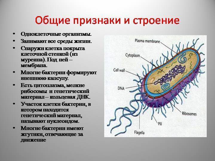 Проект бактерии друзья или враги