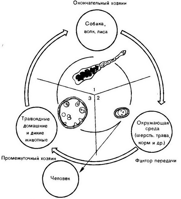 Непатогенная амеба кишечника