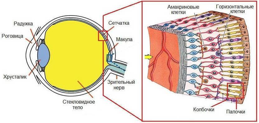 Какова функция структуры обозначенной цифрой 2 на схеме строения глаза