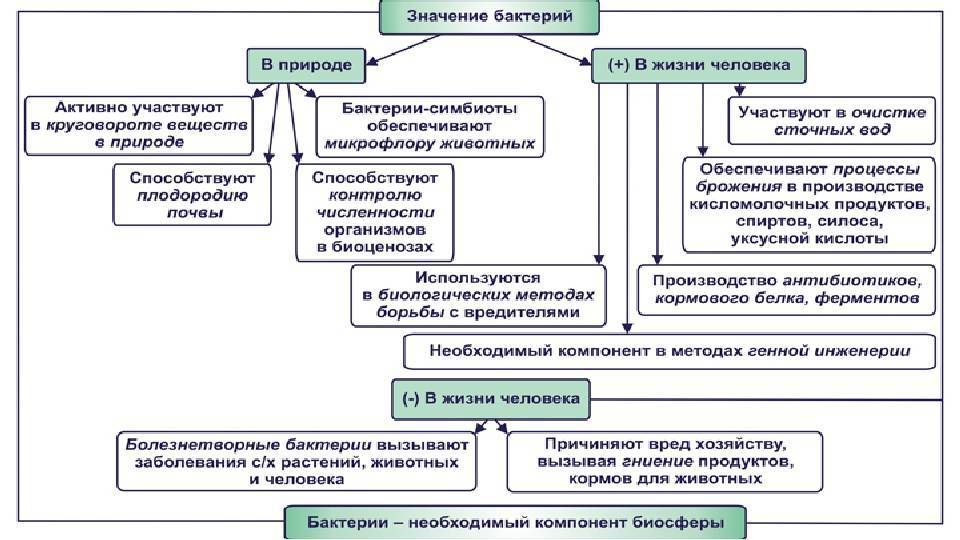 Роль бактерий на земле план