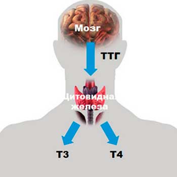 Анализы на гормоны: ттг, т4, ат к тпо. какие анализы сдавать не нужно. гормоны щитовидной железы: расшифровка анализов.